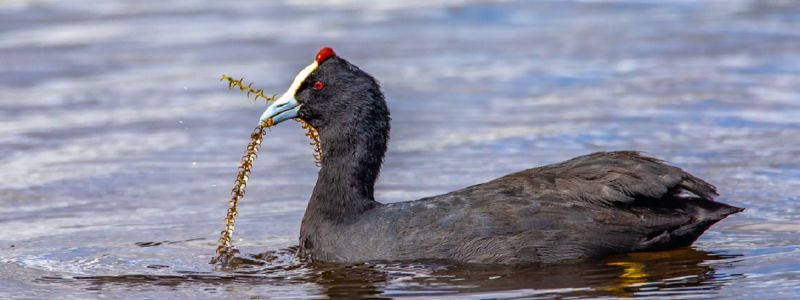 Welcome to Blue Crane Farm, Dullstroom